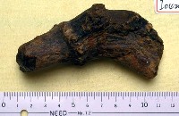 藏品(鹿角基部)的圖片